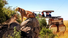 Туристически агенции: “Не, не можете да яздите лъв на сафари”