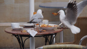 Ново проучване: Чайките избират какво да ядат, като наблюдават хората