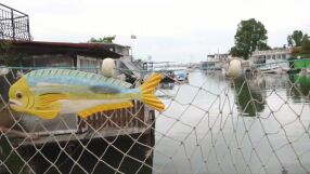 Хищна риба в Черно море: Опасна ли е тя за риболова? 