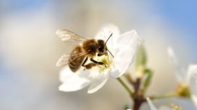 България е пред наказателна процедура заради дивите пчели
