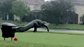 Алигатор с влечение към голфа (ВИДЕО)