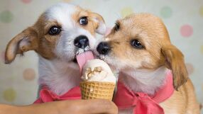 Кучешки сладолед - хит в Европа