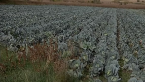 Съсипаната реколта вдигна цената на зелето с над 50 на сто