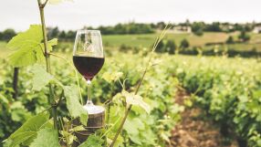 Как изкуствен интелект отглежда грозде за вино