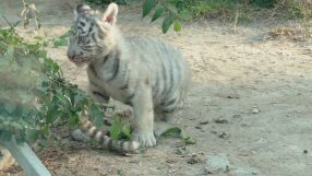 Бели със сини очи: 4 бенгалски тигърчета са новите обитатели на зоопарка във Варна (СНИМКИ и ВИДЕО)