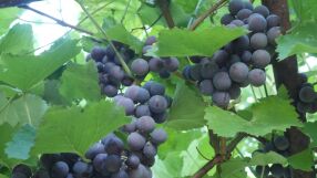 Слаба реколта и ниско качество: Според производител ще пием по-скъпо вино и ракия