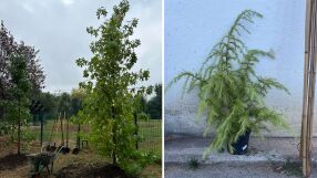 Амброво дърво и кедър: Десетки дръвчета ще бъдат засадени по време на 