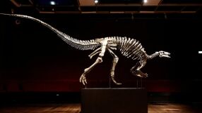 Рядък скелет на динозавър, известен като 