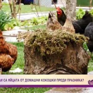 Снимка: Безопасни ли са яйцата от домашни кокошки преди празника?