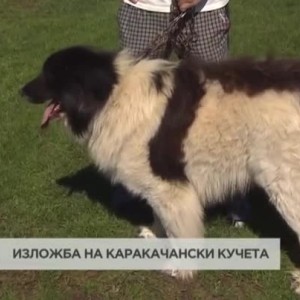 Снимка: Изложба на Каракачански кучета в с.Железница