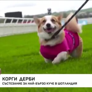 Снимка: Корги Дерби