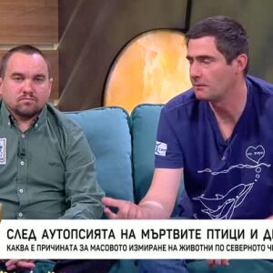 Снимка: След аутопсията на мъртвите птици и делфини: Каква е причината?