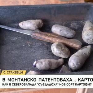 Снимка: Картоф, спасен от забрава