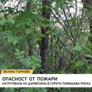 Снимка: Натрупана дървесина увеличава риска от пожари