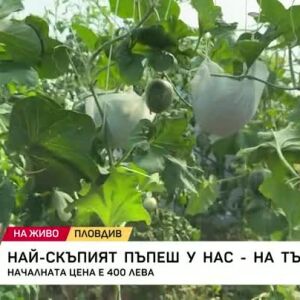 Снимка: Най-скъпият пъпеш Юбари ще бъде продаден на търг