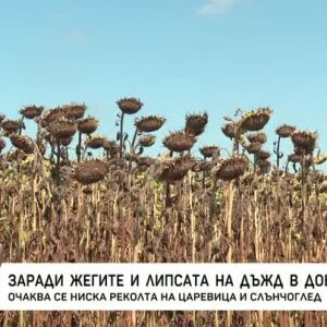 Снимка: Очаква се ниска реколта на царевица и слънчоглед