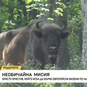 Снимка: Христо Христов иска да върне европейски бизони по нашите земи