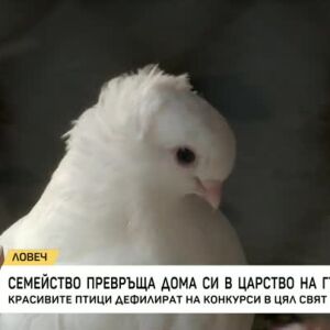 Снимка: Семейство превръща дома си в царство на гълъбите