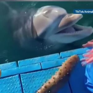 Снимка: Трогателна история за делфин, който благодари на моряци, спасили малкото му