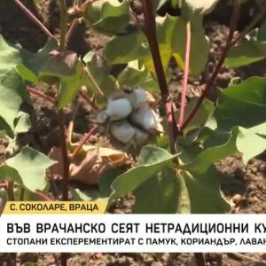 Снимка: Стотици декари нетрадиционни култури отглеждат в Северозапада