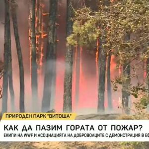 Снимка: Как да пазим гората от пожар?