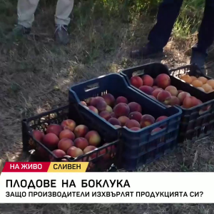 Снимка: Плодове на боклука: Защо производители изхвърлят продукцията си?