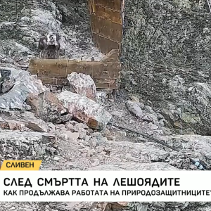 Снимка: След смъртта на лешоядите: Как продължава работата на природозащитниците?