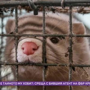 Снимка: Днес всички говорят за... забраната на ферми за норки в Италия