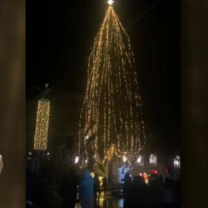 Снимка: В Годеч грейна най-високата елха