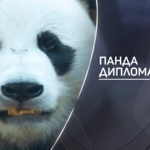 Снимка: bTV разказва: Панда дипломация