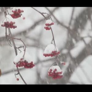 Снимка: Днес в "bTV Разказва": Ако няма сняг