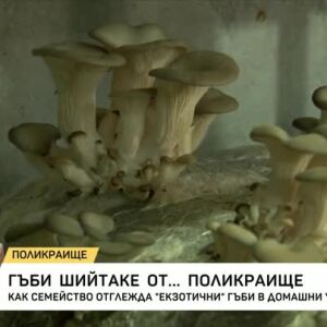 Снимка: Семейство отглежда екзотични гъби в домашни условия