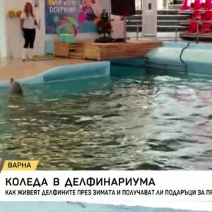 Снимка: Коледа в делфинариума