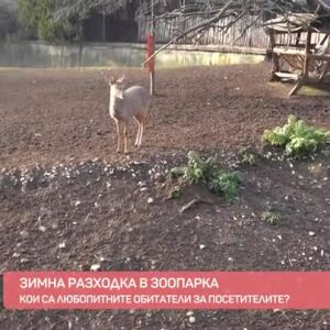 Снимка: Зимна разходка в зоопарка