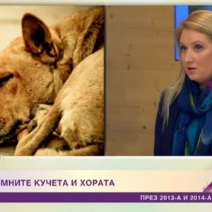 Снимка: За бездомните кучета и хората