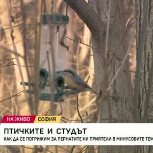 Снимка: Как да се погрижим за птичките при минусови температури?