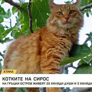 Снимка: 25 хиляди души и 3000 котки на гръцки остров