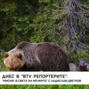 Снимка: Днес в bTV Репортерите: "Мисия: В света на мечките"