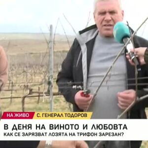 Снимка: Как се зарязват лозята на Трифон Зарезан?