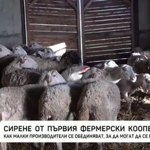 Снимка: Сирене от първия фермерски кооператив