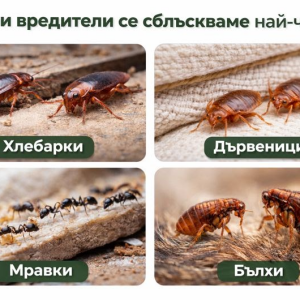 Снимка: С кои вредители се сблъскваме най-често и кога е необходимо да потърсим професионална...