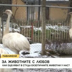 Снимка: Как оцеляват в студа екзотичните животни у нас?