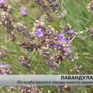 Снимка: Жътвата на лавандула е в разгара си