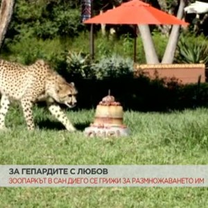 Снимка: Зоопаркът в Сан Диего размножава гепарди