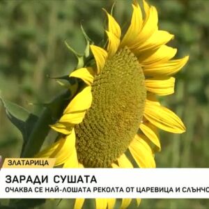 Снимка: Заради сушата: Очаква се най-лошата реколта от царевица и слънчоглед