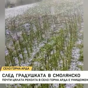 Снимка: Градушка с големина на орех унищожи реколтата в село Горна Арда