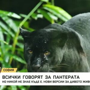 Снимка: Всички говорят за пантерата