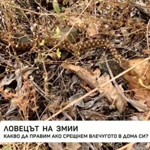 Снимка: Среща с ловеца на змии
