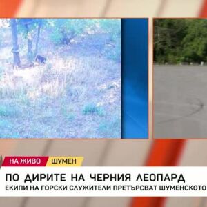 Снимка: По следите на черния леопард