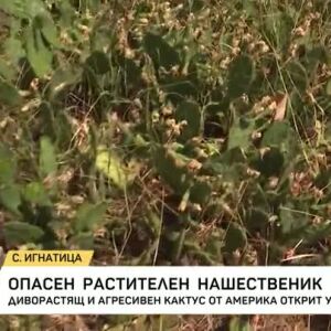 Снимка: Нашествие на кактуси у нас